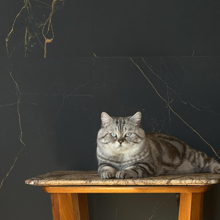 Black Noir slab in deep uniform black with fine grain, Builder Stone Global, Norcross GA